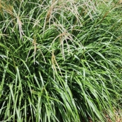 Miscanthus sinensis (Chinese Fairy Grass) at Acton, ACT - 3 Jan 2024 by Steve818