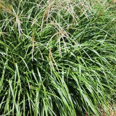 Miscanthus sinensis (Chinese Fairy Grass) at Australian National University - 3 Jan 2024 by Steve818