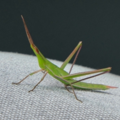 Acrida conica (Giant green slantface) at Yass River, NSW - 3 Jan 2024 by SenexRugosus