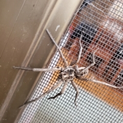 Tasmanicosa sp. (genus) (Unidentified Tasmanicosa wolf spider) at Greenleigh, NSW - 2 Jan 2024 by LyndalT