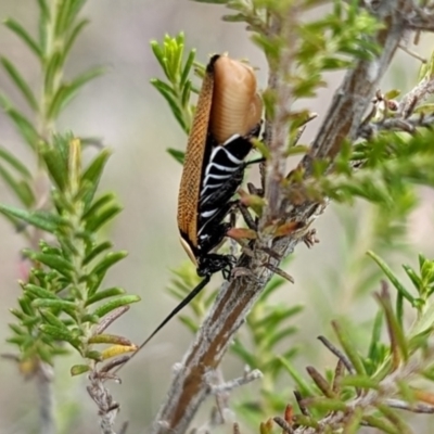 Ellipsidion australe (Austral Ellipsidion cockroach) at Rugosa - 3 Jan 2024 by SenexRugosus