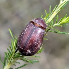 Melolonthinae sp. (subfamily) (Cockchafer) at Yass River, NSW - 2 Jan 2024 by SenexRugosus