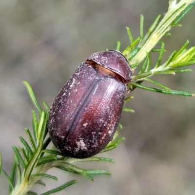 Melolonthinae sp. (subfamily) (Cockchafer) at Rugosa - 2 Jan 2024 by SenexRugosus