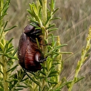 Melolonthinae (subfamily) at Rugosa - 3 Jan 2024 10:39 AM