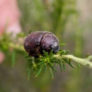 Melolonthinae sp. (subfamily) at Rugosa - 3 Jan 2024