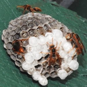 Polistes (Polistella) humilis at Wanniassa, ACT - 3 Jan 2024