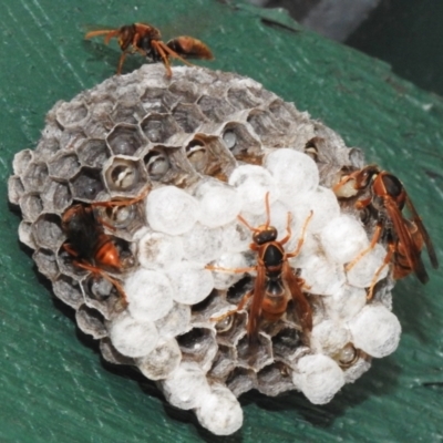 Polistes (Polistella) humilis (Common Paper Wasp) at Wanniassa, ACT - 3 Jan 2024 by JohnBundock