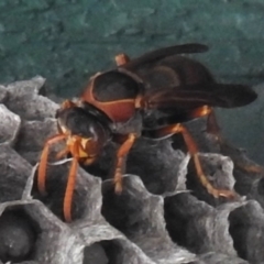 Polistes (Polistella) humilis at Wanniassa, ACT - 3 Jan 2024