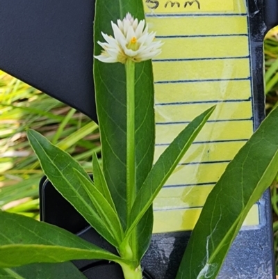 Alternanthera philoxeroides (Alligator Weed) at Lake Burley Griffin West - 3 Jan 2024 by Steve818