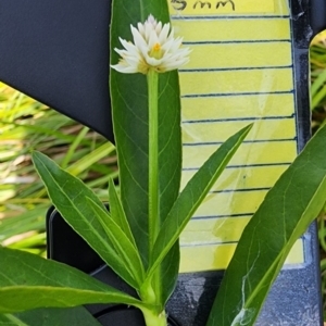 Alternanthera philoxeroides at Lake Burley Griffin West - 3 Jan 2024