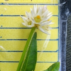 Alternanthera philoxeroides at Lake Burley Griffin West - 3 Jan 2024