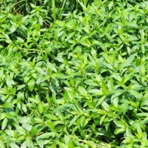 Alternanthera philoxeroides at Lake Burley Griffin West - 3 Jan 2024