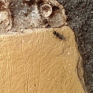 Chalcidoidea (superfamily) at Lyons, ACT - 3 Jan 2024