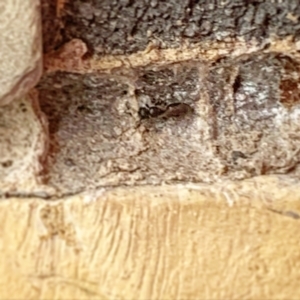 Chalcidoidea (superfamily) at Lyons, ACT - 3 Jan 2024