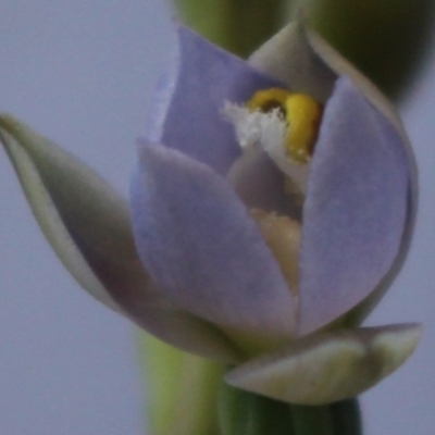 Thelymitra brevifolia (Short-leaf Sun Orchid) at MTR591 at Gundaroo - 18 Oct 2023 by MaartjeSevenster