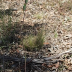 Thelymitra brevifolia at MTR591 at Gundaroo - 18 Oct 2023