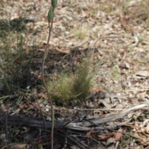 Thelymitra brevifolia at MTR591 at Gundaroo - suppressed