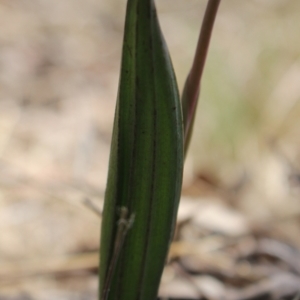 Thelymitra brevifolia at MTR591 at Gundaroo - 18 Oct 2023