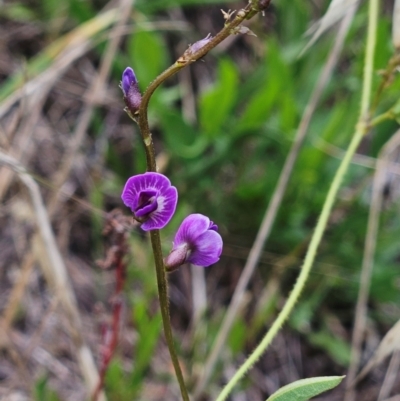 Glycine tabacina (Variable Glycine) at Weetangera, ACT - 31 Dec 2023 by sangio7