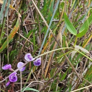 Glycine tabacina at The Pinnacle - 31 Dec 2023 02:28 PM