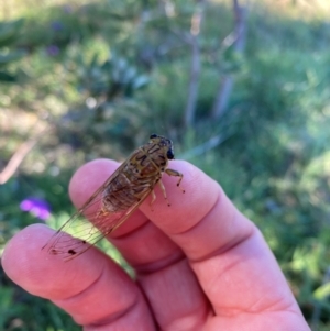 Tamasa tristigma at Crescent Head, NSW - 3 Jan 2024