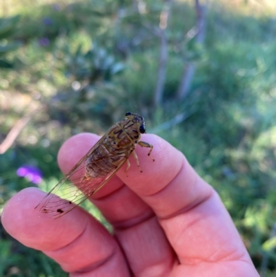 Tamasa tristigma (Brown Bunyip Cicada) at Crescent Head, NSW - 3 Jan 2024 by simonstratford