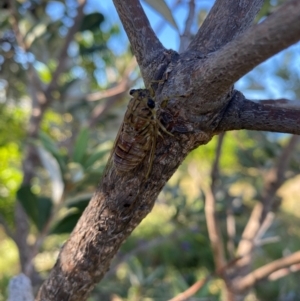 Tamasa tristigma at Crescent Head, NSW - 3 Jan 2024