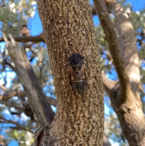 Psaltoda harrisii at Crescent Head, NSW - 3 Jan 2024