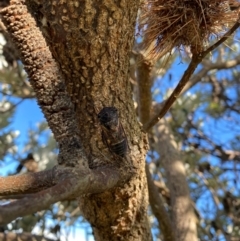 Psaltoda harrisii at Crescent Head, NSW - 3 Jan 2024