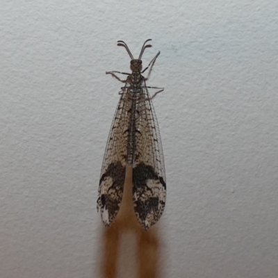 Glenoleon pulchellus (Antlion lacewing) at Hawker, ACT - 1 Jan 2024 by Amata