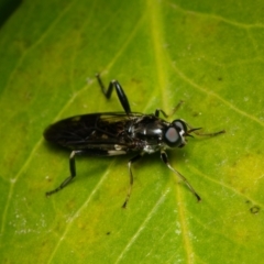 Exaireta spinigera (Garden Soldier Fly) at Downer, ACT - 2 Jan 2024 by RobertD