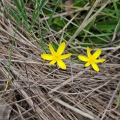 Tricoryne elatior (Yellow Rush Lily) at Weetangera, ACT - 31 Dec 2023 by sangio7