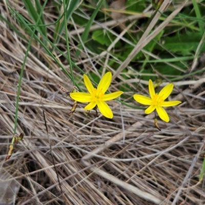 Tricoryne elatior (Yellow Rush Lily) at Weetangera, ACT - 31 Dec 2023 by sangio7