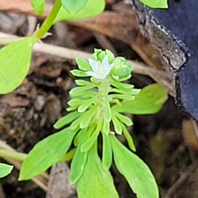 Poranthera microphylla (Small Poranthera) at Beechworth, VIC - 3 Jan 2024 by trevorpreston