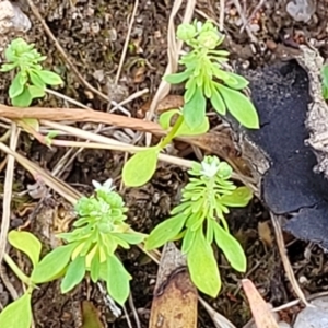 Poranthera microphylla at Beechworth, VIC - 3 Jan 2024