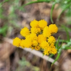 Chrysocephalum semipapposum (Clustered Everlasting) at Beechworth, VIC - 3 Jan 2024 by trevorpreston