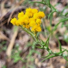 Chrysocephalum semipapposum at Beechworth, VIC - 3 Jan 2024 04:25 PM