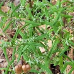 Chrysocephalum semipapposum at Beechworth, VIC - 3 Jan 2024 04:25 PM