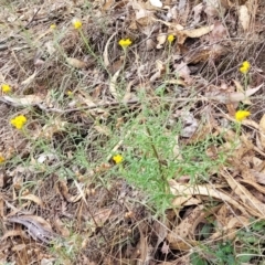 Chrysocephalum semipapposum at Beechworth, VIC - 3 Jan 2024 04:25 PM