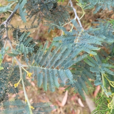 Acacia dealbata subsp. dealbata (Silver Wattle) at Beechworth, VIC - 3 Jan 2024 by trevorpreston