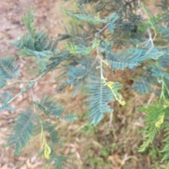Acacia dealbata subsp. dealbata at Beechworth, VIC - 3 Jan 2024 04:22 PM