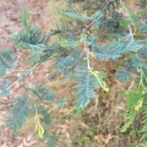 Acacia dealbata subsp. dealbata at Beechworth, VIC - 3 Jan 2024