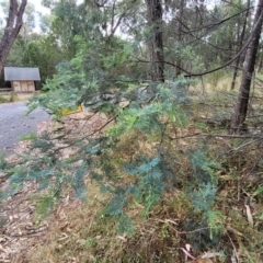 Acacia dealbata subsp. dealbata at Beechworth, VIC - 3 Jan 2024