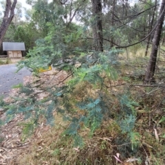 Acacia dealbata subsp. dealbata at Beechworth, VIC - 3 Jan 2024 04:22 PM