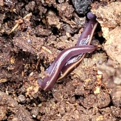 Caenoplana coerulea (Blue Planarian, Blue Garden Flatworm) at Beechworth Historic Park - 3 Jan 2024 by trevorpreston