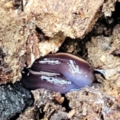 Caenoplana coerulea at Beechworth, VIC - 3 Jan 2024