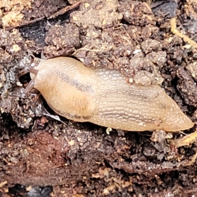 Ambigolimax sp. (valentius and waterstoni) (Striped Field Slug) at Beechworth, VIC - 3 Jan 2024 by trevorpreston