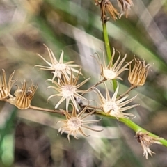 Senecio hispidulus (Hill Fireweed) at Beechworth Historic Park - 3 Jan 2024 by trevorpreston