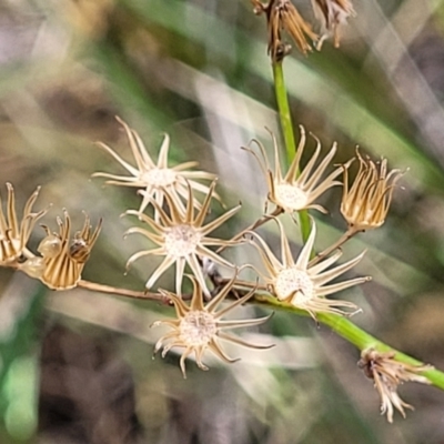 Senecio hispidulus (Hill Fireweed) at Beechworth Historic Park - 3 Jan 2024 by trevorpreston