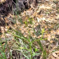 Senecio hispidulus at Beechworth, VIC - 3 Jan 2024